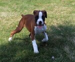 Small Photo #6 Boxer Puppy For Sale in SHIPSHEWANA, IN, USA