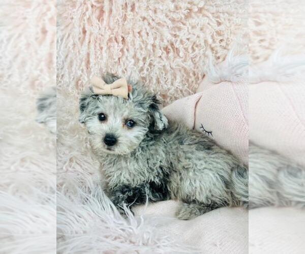 Medium Photo #1 Maltipoo Puppy For Sale in PEMBROKE PINES, FL, USA
