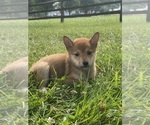 Small #3 Shiba Inu