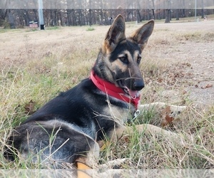 German Shepherd Dog Puppy for sale in WILLIAMSBURG, CO, USA
