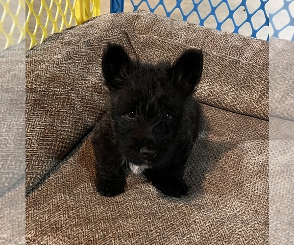 Medium Photo #1 Scottish Terrier Puppy For Sale in KIMBERLY, AL, USA