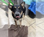 Skeeter - Male Border Collie-Texas Heeler Mix Dog for Adoption - Small photo
