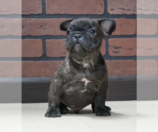 Medium Photo #6 French Bulldog Puppy For Sale in WARSAW, IN, USA