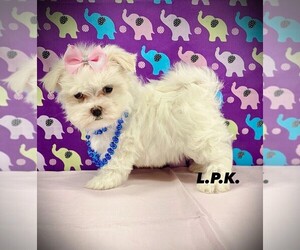 Maltese Puppy for sale in WINNSBORO, LA, USA