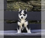 Small Photo #1 Siberian Husky Puppy For Sale in KINZERS, PA, USA