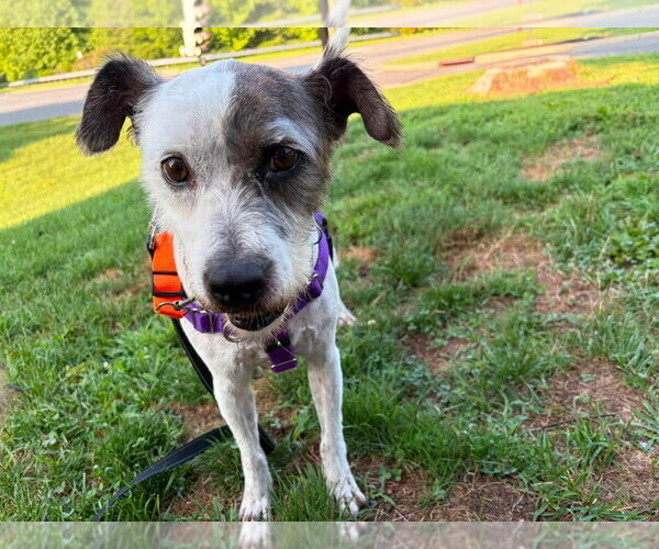 Medium Photo #4 Jack Russell Terrier-Unknown Mix Puppy For Sale in Sayreville, NJ, NJ, USA