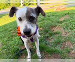 Small #3 Jack Russell Terrier Mix