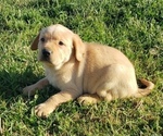 Small Photo #21 Labrador Retriever Puppy For Sale in TWIN FALLS, ID, USA