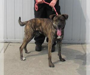 Mutt Dogs for adoption in Louisville, KY, USA