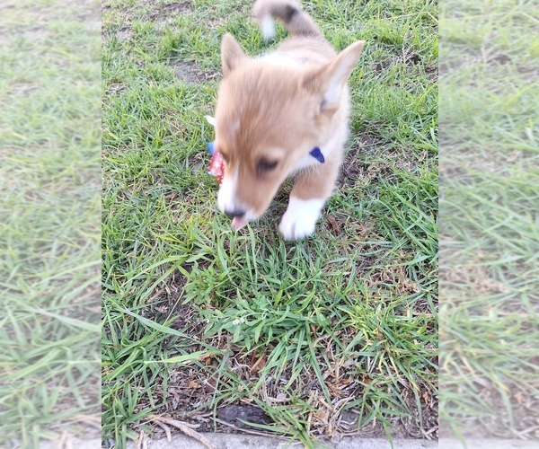 Medium Photo #33 Pembroke Welsh Corgi Puppy For Sale in ARROYO GRANDE, CA, USA