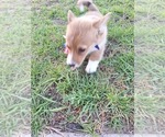 Small #32 Pembroke Welsh Corgi