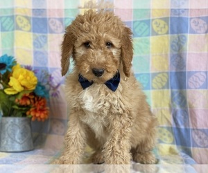 Goldendoodle Puppy for sale in LANCASTER, PA, USA