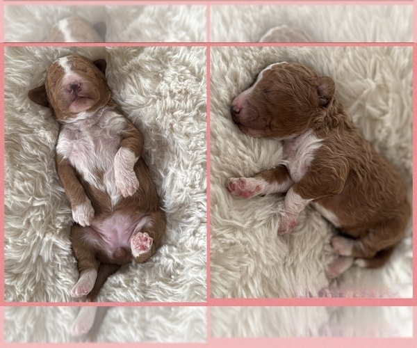 Medium Photo #4 Goldendoodle (Miniature) Puppy For Sale in WILMINGTON, NC, USA