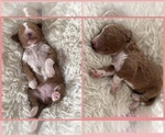 Small #3 Goldendoodle (Miniature)