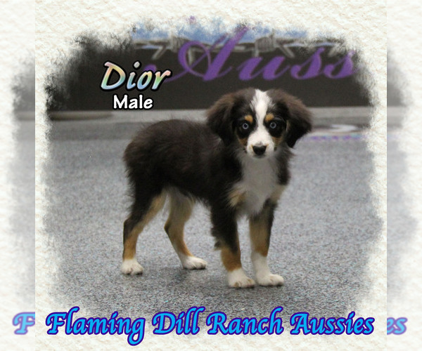 Medium Photo #1 Miniature Australian Shepherd Puppy For Sale in FORESTBURG, TX, USA