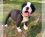 Small #2 Mutt