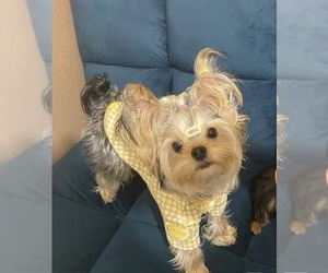 Father of the Yorkshire Terrier puppies born on 12/29/2025