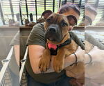 Small #3 Boxer Mix