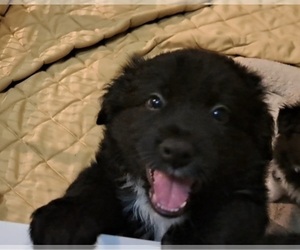 Border-Aussie Puppy for sale in TULALIP, WA, USA