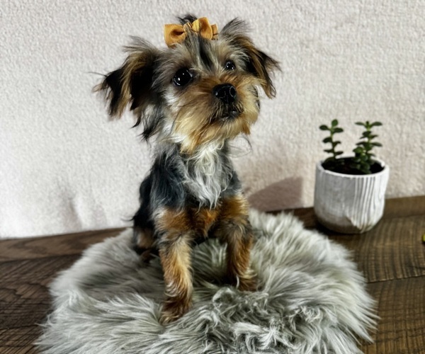 Medium Photo #4 Yorkshire Terrier Puppy For Sale in NAPPANEE, IN, USA