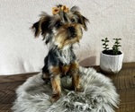 Small #3 Yorkshire Terrier