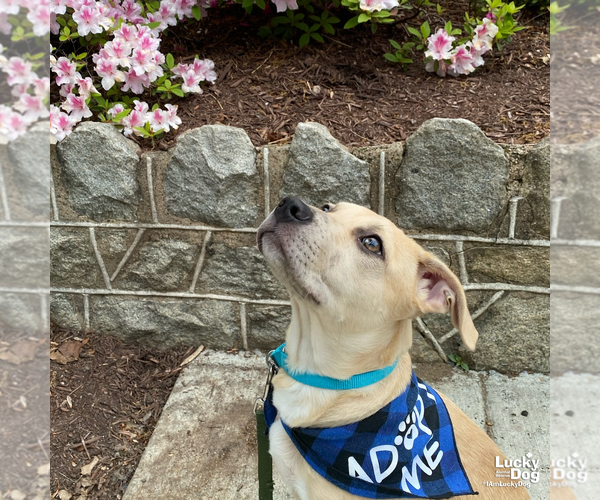 Medium Photo #12 Labrador Retriever-Unknown Mix Puppy For Sale in Washington, DC, USA