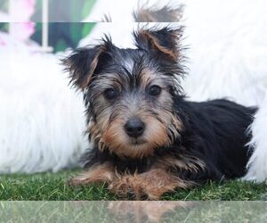Yorkshire Terrier Puppy for sale in MARIETTA, GA, USA