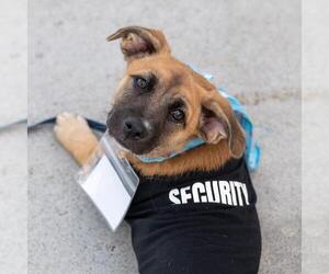 Lego Pup - Technic - Adopted! - Male Chihuahua-Unknown Mix Dog for Adoption - Photo #3