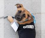 Small Photo #3 Chihuahua-Unknown Mix Puppy For Sale in San Diego, CA, USA