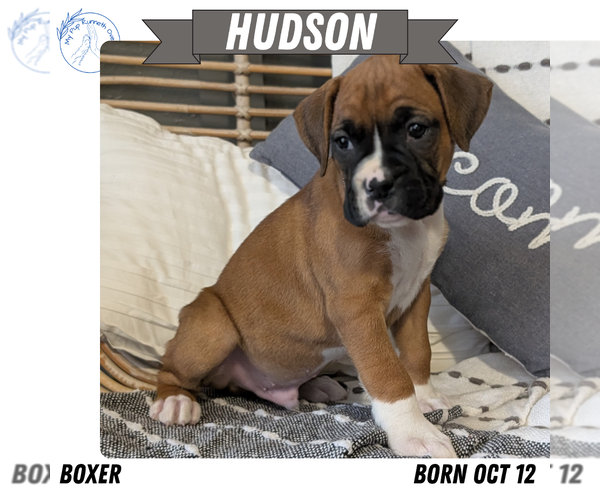 Medium Photo #38 Boxer Puppy For Sale in GOSHEN, IN, USA