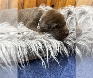 Labrador Retriever Puppy for Sale in NEOLA, West Virginia USA