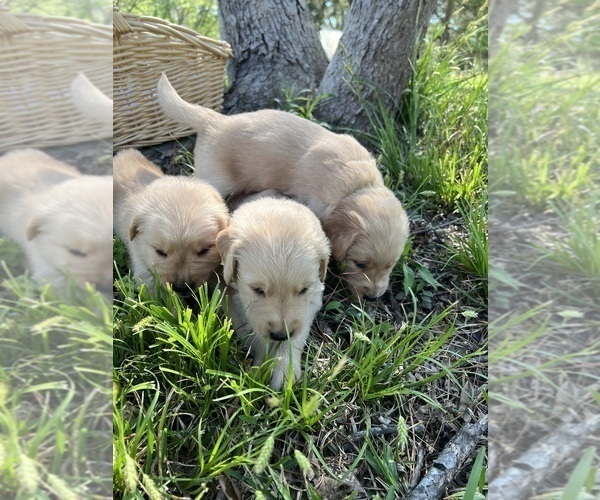 Medium Photo #1 Golden Retriever Puppy For Sale in STARKVILLE, MS, USA
