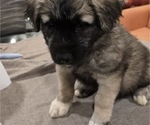 Small #5 Alaskan Malamute-Mastiff Mix