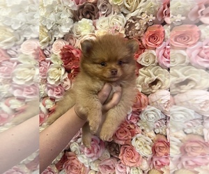 Miniature Spitz Puppy for sale in KENT, WA, USA
