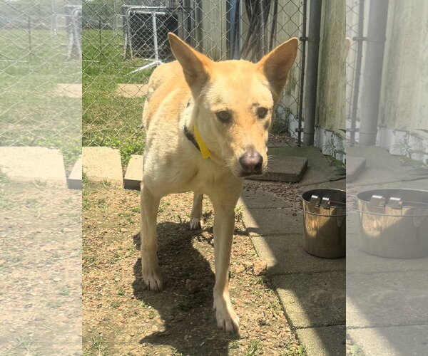 Medium Photo #2 Carolina Dog-Unknown Mix Puppy For Sale in Houston, TX, USA