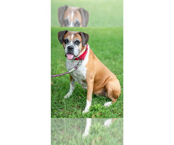 Medium Photo #17 Boxer Puppy For Sale in Austin, TX, USA