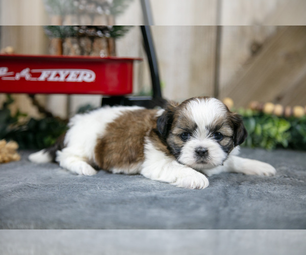 Medium Photo #6 Shih Tzu Puppy For Sale in GREENWICH, OH, USA