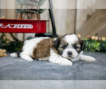 Small Photo #6 Shih Tzu Puppy For Sale in GREENWICH, OH, USA