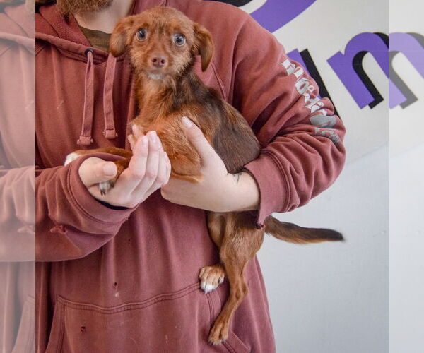 Medium Photo #2 Chihuahua-Unknown Mix Puppy For Sale in Huntley, IL, USA