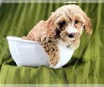 Small Photo #2 Cavapoo Puppy For Sale in NAPLES, FL, USA