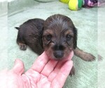 Small #1 Dachshund