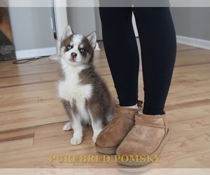 Pomsky Puppy for sale in KANSAS CITY, MO, USA