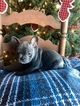 Small Photo #5 French Bulldog Puppy For Sale in PURDY, MO, USA