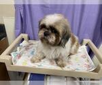 Small Shih Tzu