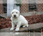 Small #1 English Cream Golden Retriever