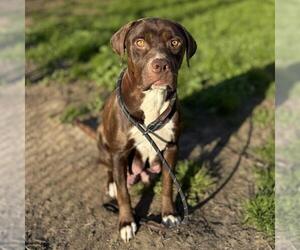 Labrador Retriever-Unknown Mix Dogs for adoption in Modesto, CA, USA