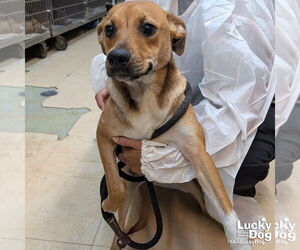 Medium Beagle-Black Mouth Cur Mix