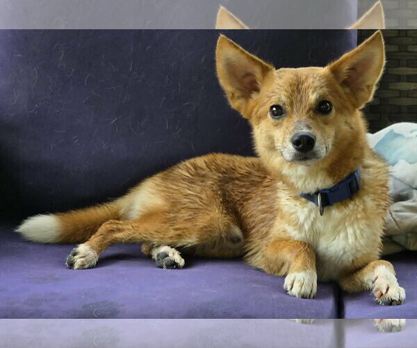 Medium Photo #1 Shiba Inu-Unknown Mix Puppy For Sale in Cuba, NY, USA