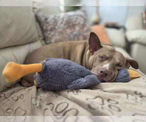 Mindy (TN) - Female Mutt Dog for Adoption - Photo #7