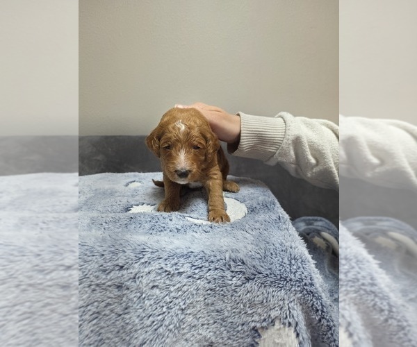 Medium Photo #45 Goldendoodle Puppy For Sale in COLLINSVILLE, IL, USA